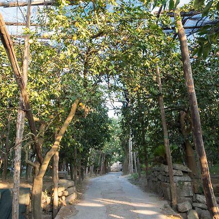 سورينتو Casa Carolina B&B المظهر الخارجي الصورة